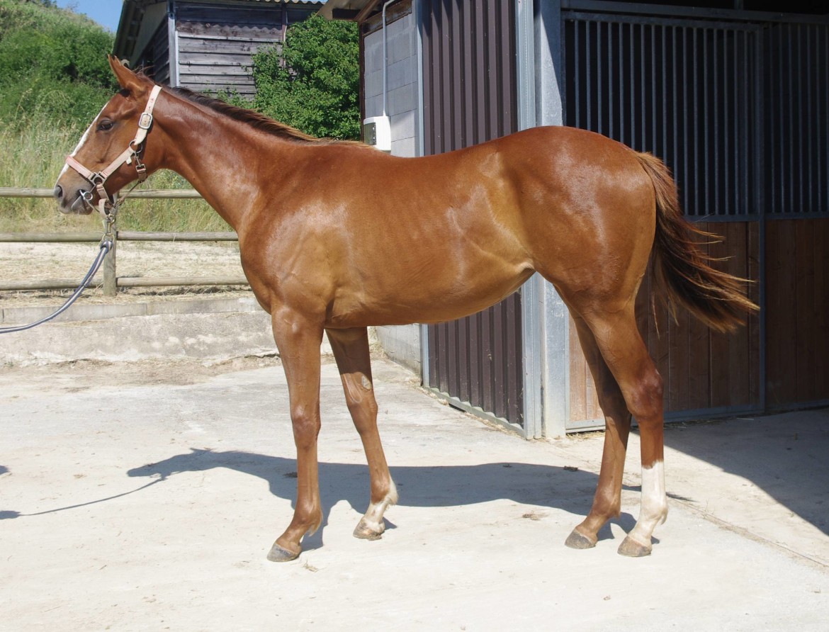 Yearling - chichingen