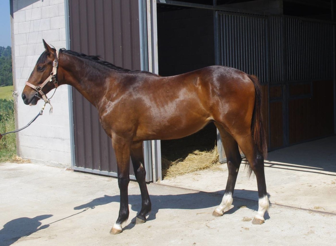 Yearling - elle questro 3