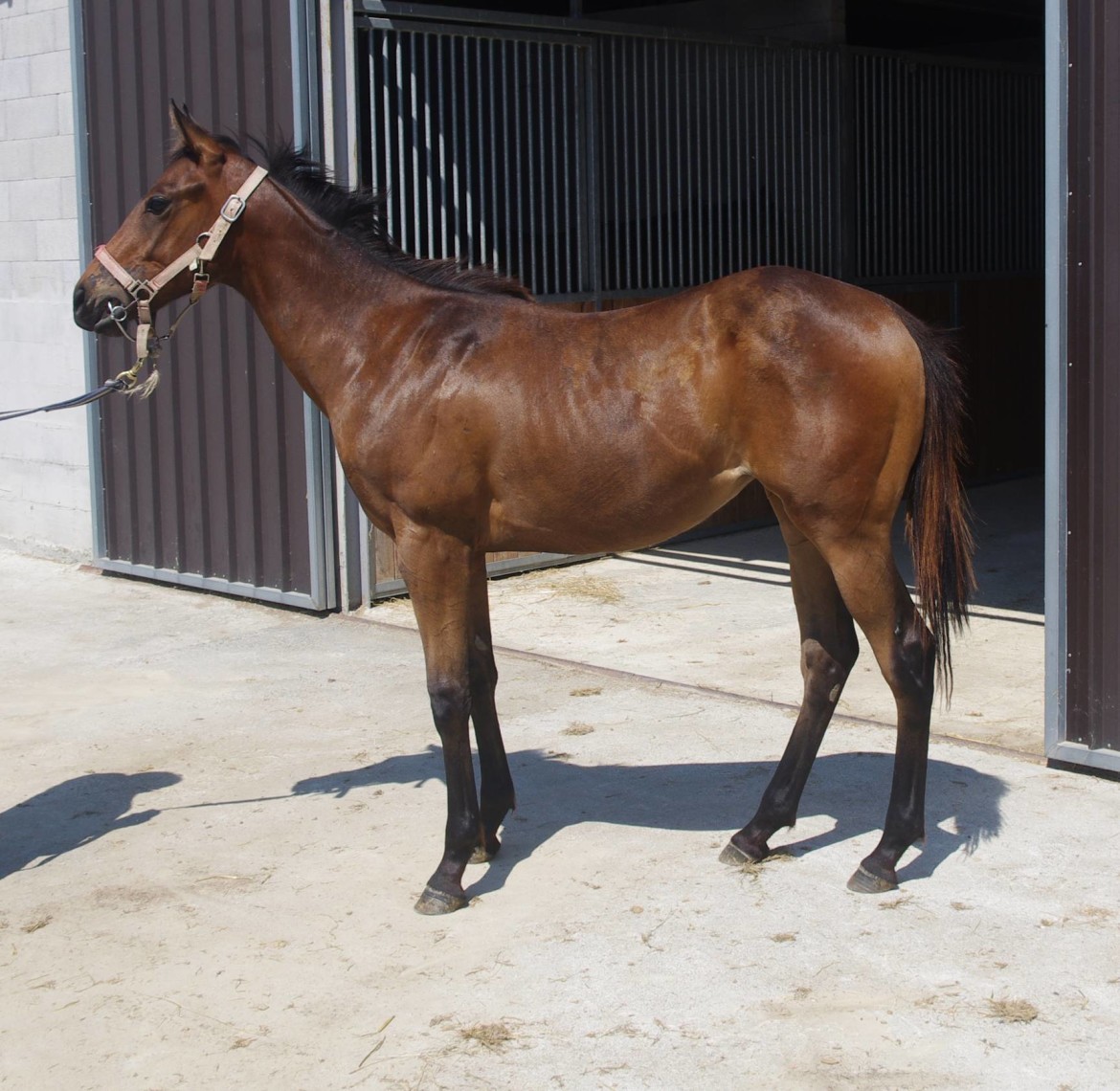 Yearling - lucayan belle