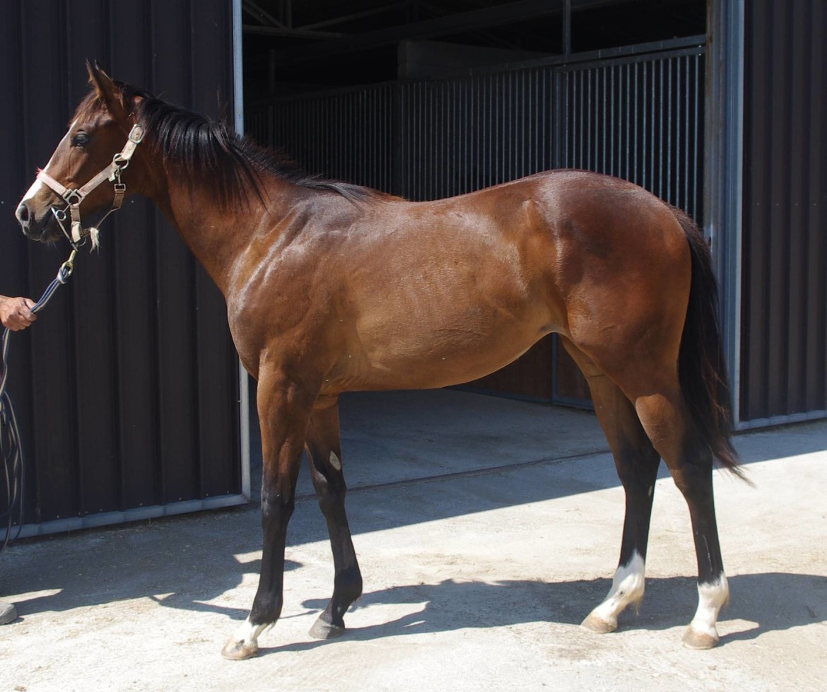 Yearling - naucrate