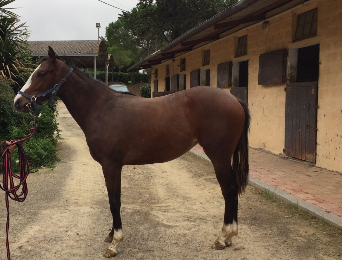 YearlingNeucrate2016